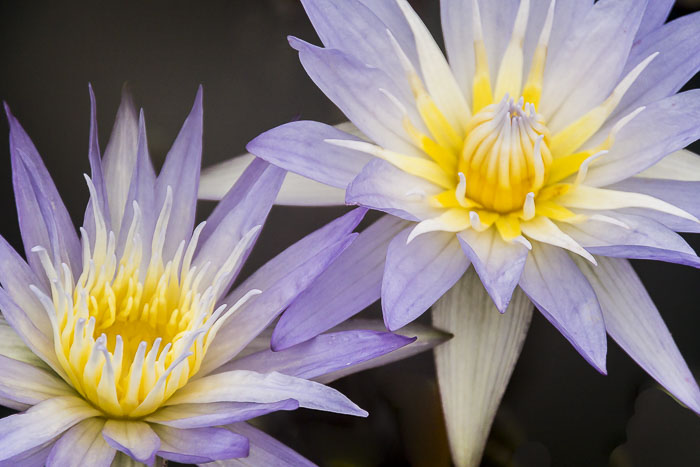 Flower of the Day (March 16, 2015) – Water Lilies and Lotus