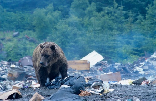 Brown Bear in garbage dump, Yakatat, Alaska