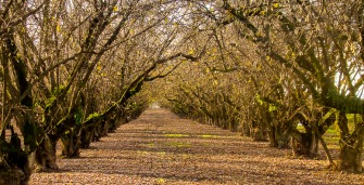 Looking down a row in an orchard.