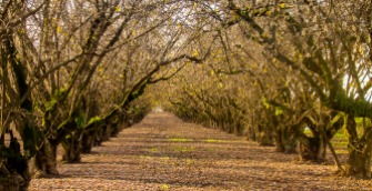 Looking down a row in an orchard.