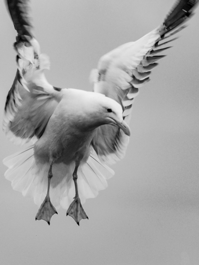 012616crop seagull