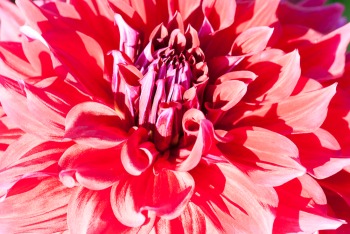This dahlia is actually a darker red burgundy color, although with the sun directly overhead you would never know it.