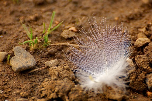 082316feather