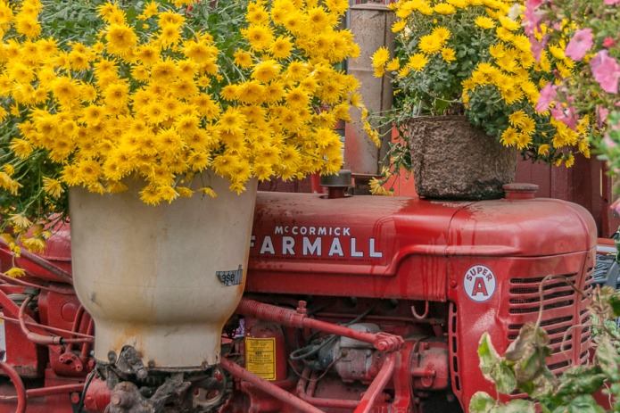 Tractor and mums.