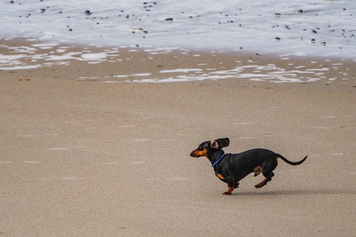 A dog on the beach.
