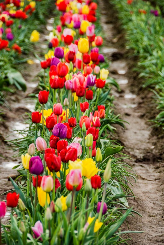 Muddy and dirty aisles between the tulips.