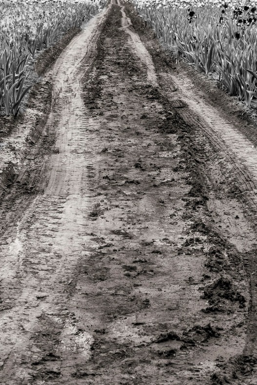Dirt road.