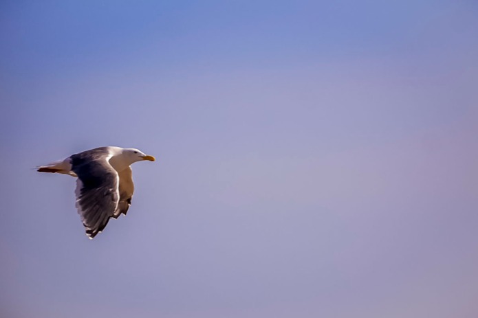 A seagull flying.