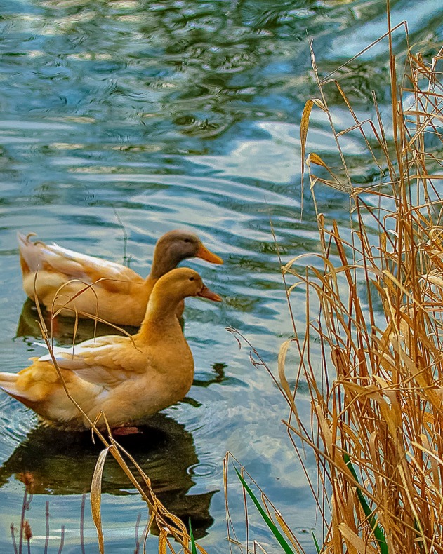 Ducks near the edge of a pond.