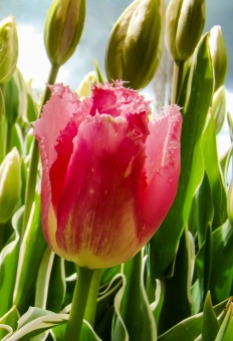 Cropped tulip GOOD.