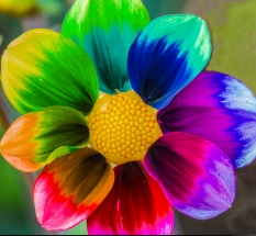 I adore color and edited this dahlia to show a rainbow of colors.