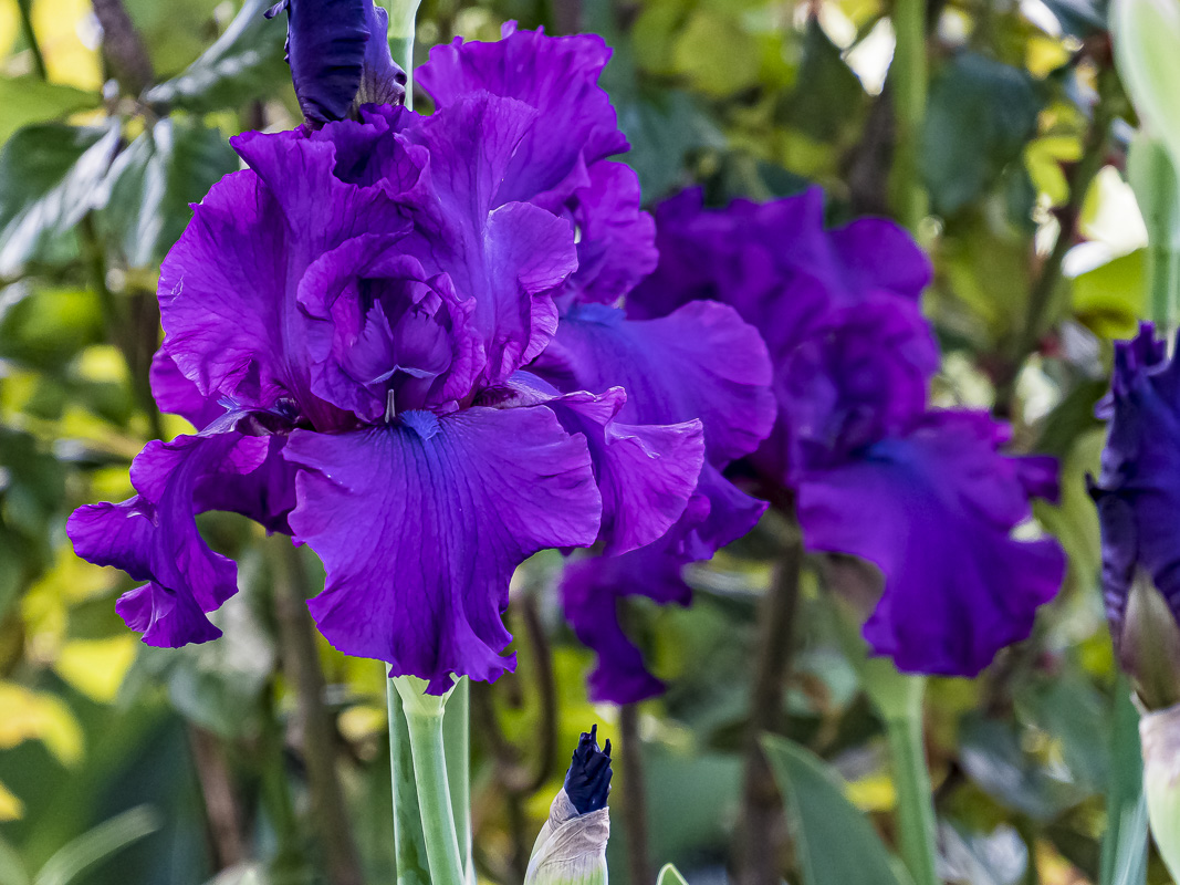 FOTD – May 25 – Bearded Irises