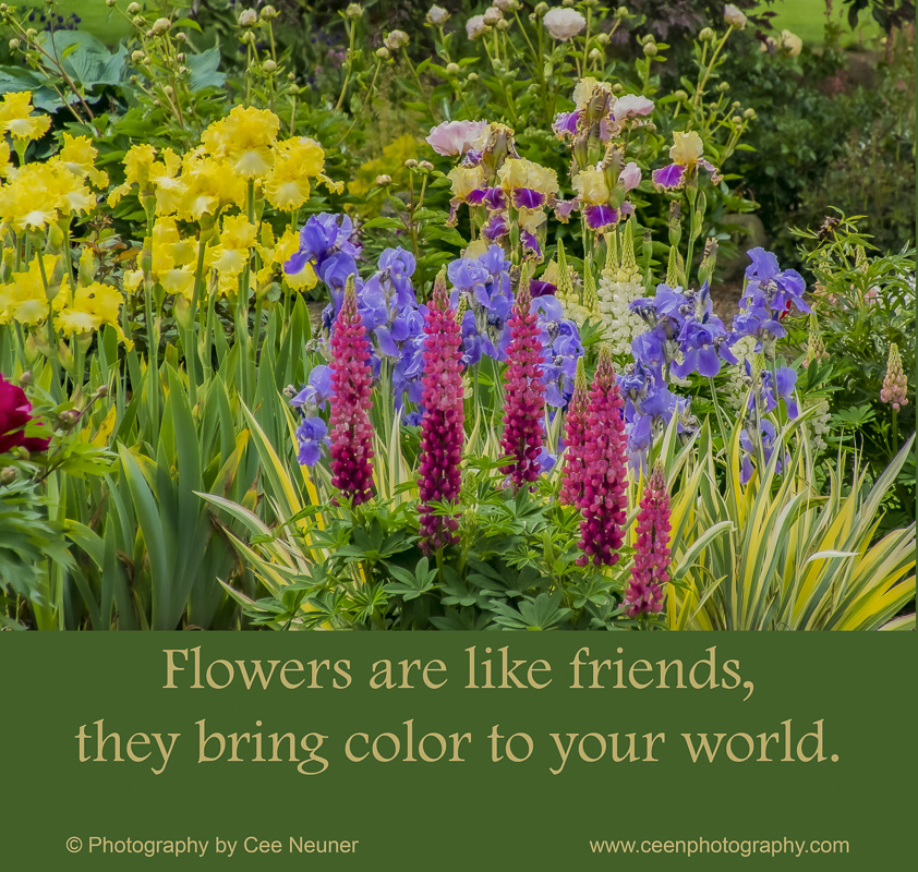 Pick Me Up & One-Liner Wednesday – A flowers are like friends …