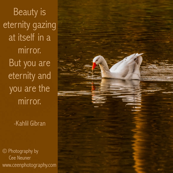  Beauty is eternity gazing at itself in a mirror, but you are the eternity and you are the mirror, Kahlil Gibran, ceenphotography.com, pick me up, inspire, uplift, motivate, photography, Cee Neuner, goose, water, gold, reflection