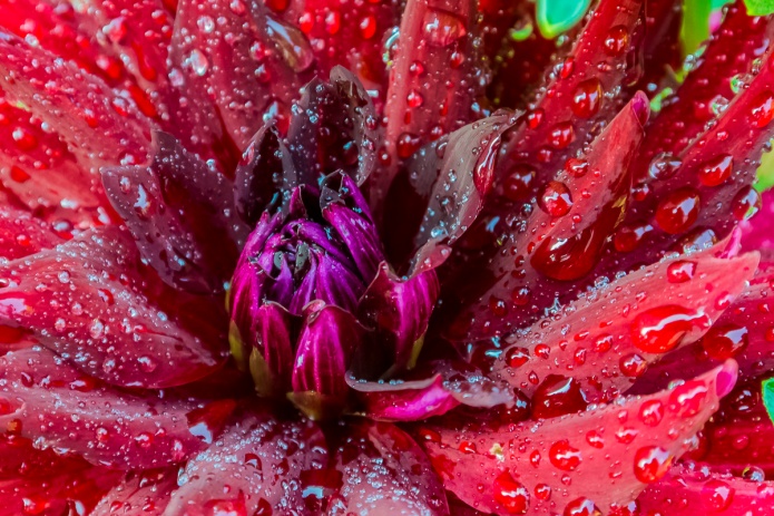 ceenphotography.com, FOTD, flower of the day, Cee Neuner, photography, red, rain, dark red, drop, dahlia, macro, close up