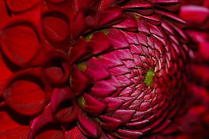 ceenphotography.com, FOTD, flower of the day, Cee Neuner, photography, dark red, dahlia, bud, center, macro, close up
