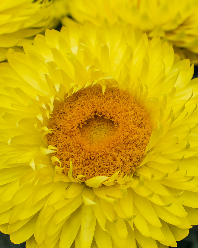 Life in Colour – Yellow Flowers
