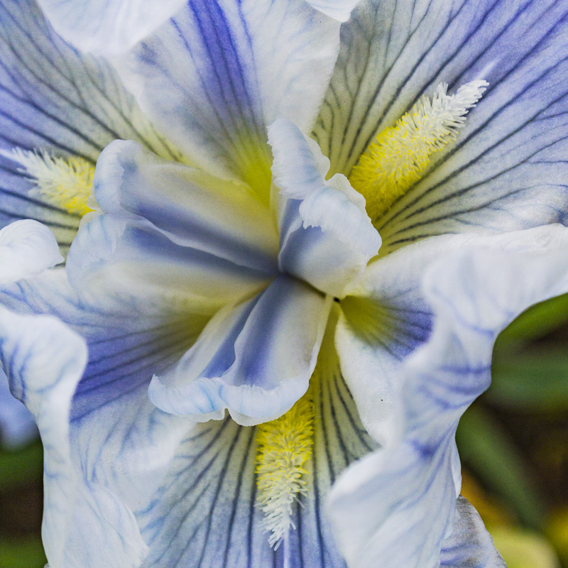 FOTD – July 17 – Blue Iris