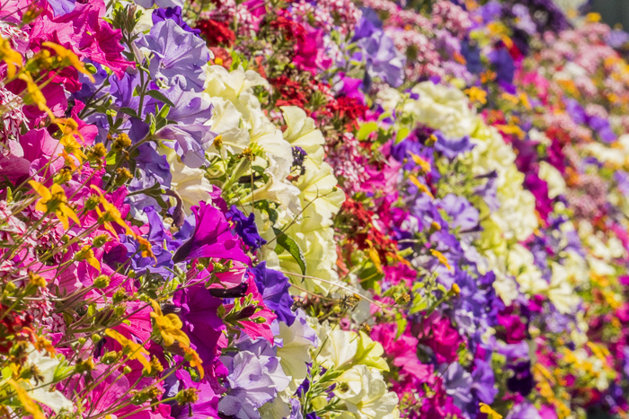 Sunday Stills Challenge: #Florals