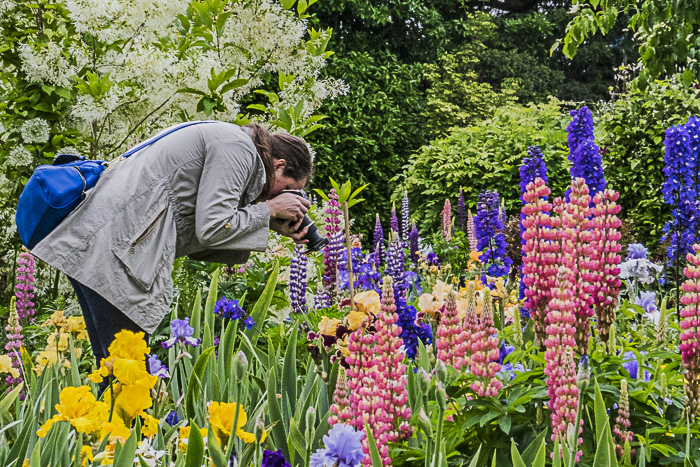 FOTD – May 19 – Lupine and Iris garden