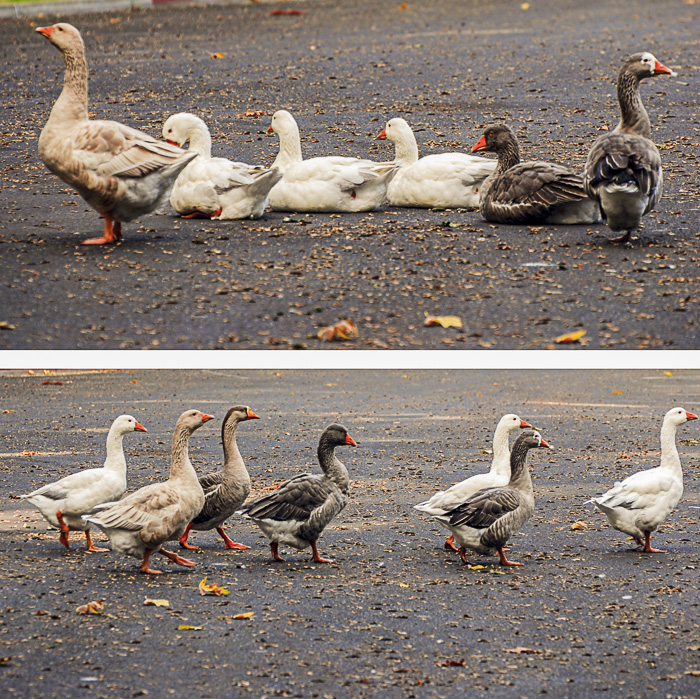 Why are geese crossing the road? – Six Word Saturday