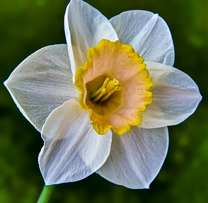 FOTD – September 18 – Daffodil & Dahlias