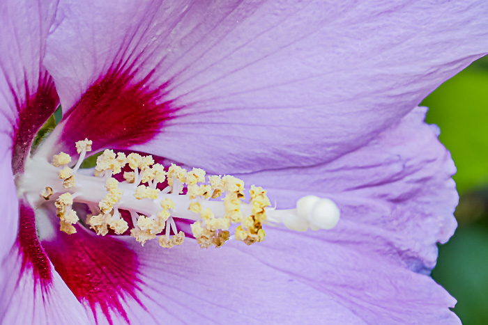 FOTD – September 22 – Hellebore, hydrangea, hibiscus