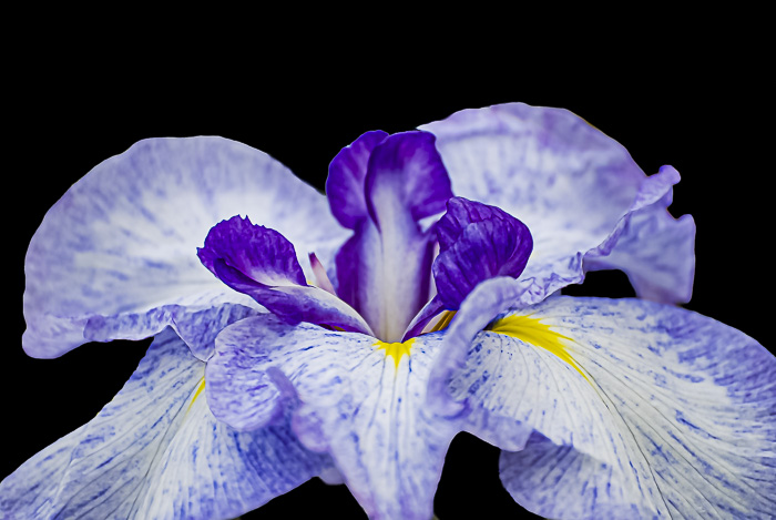 FOTD – September 24 – Japanese Iris and Jonquil