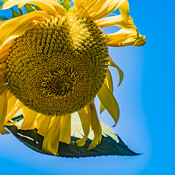 FOTD – October 2 – Shasta Daisies, Sunflower, Snowball Bush