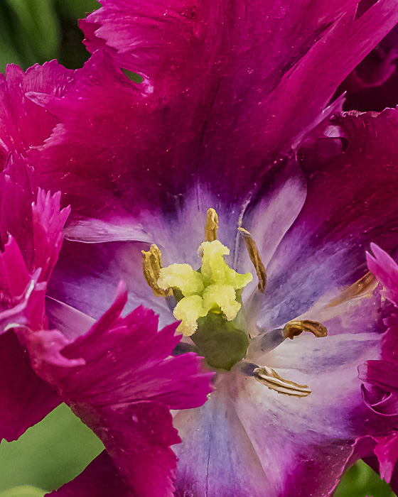 FOTD – October 3 – Trillium and Tulips