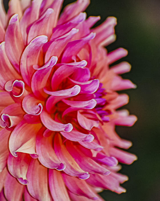 FOTD – October 10 – Side view of a dahlia