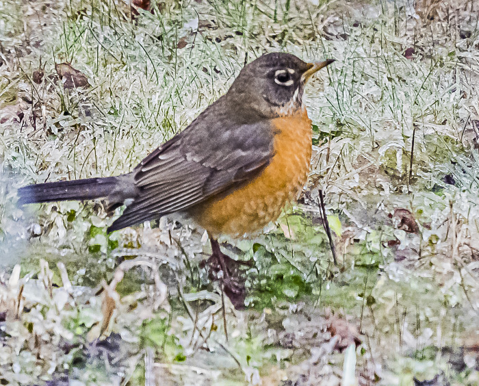 A robin stopped by for a visit