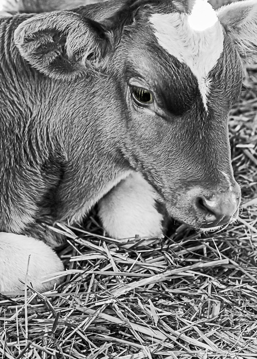 CBWC: Domestic or Farm Animals