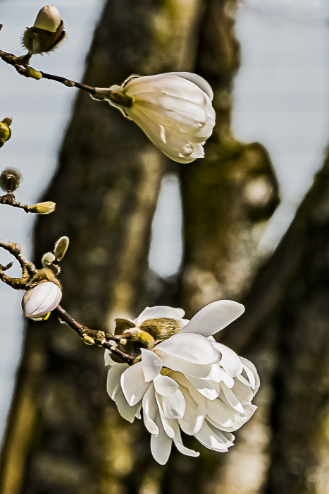 Spring – Lens-Artists Photo & Nature Photo Challenges