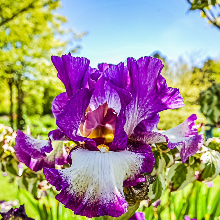 FOTD – April 3 – Bearded Iris