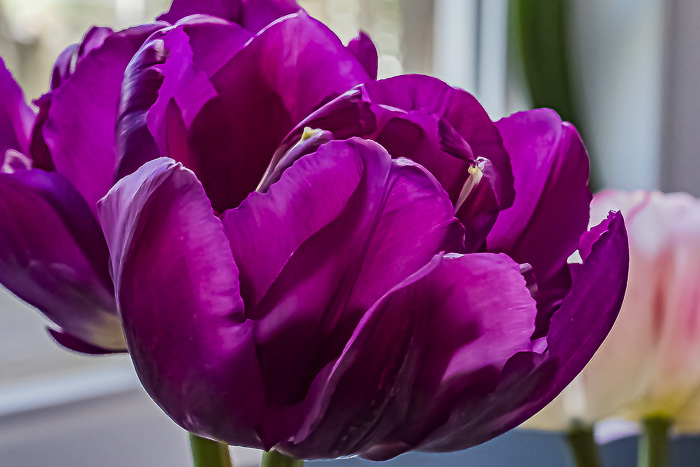 FOTD – May 2 – Tulip