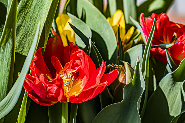 FOTD – May 3 – Tulips