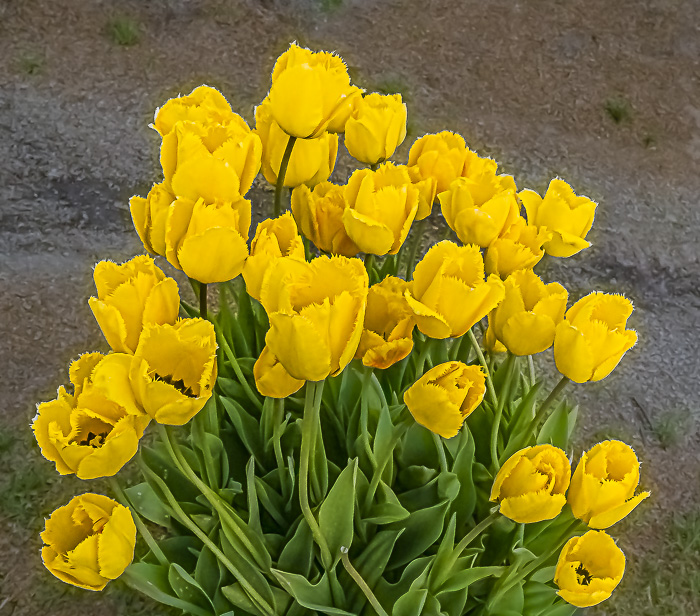 FOTD – May 5 – Tulips