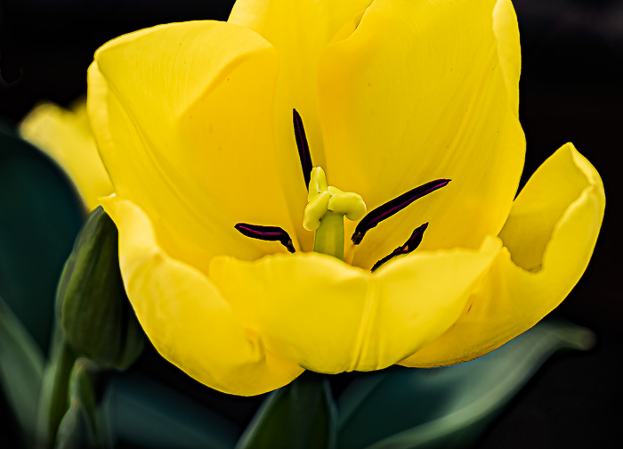 FOTD – May 7 – Tulip