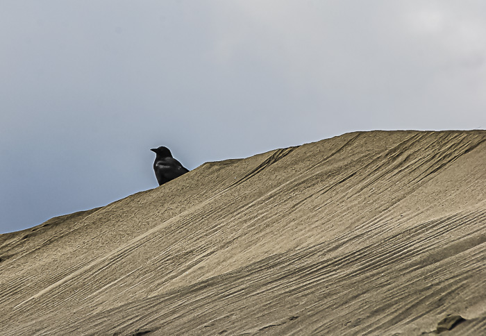 Crows from a distance – Nature Photo (NPC) Challenge