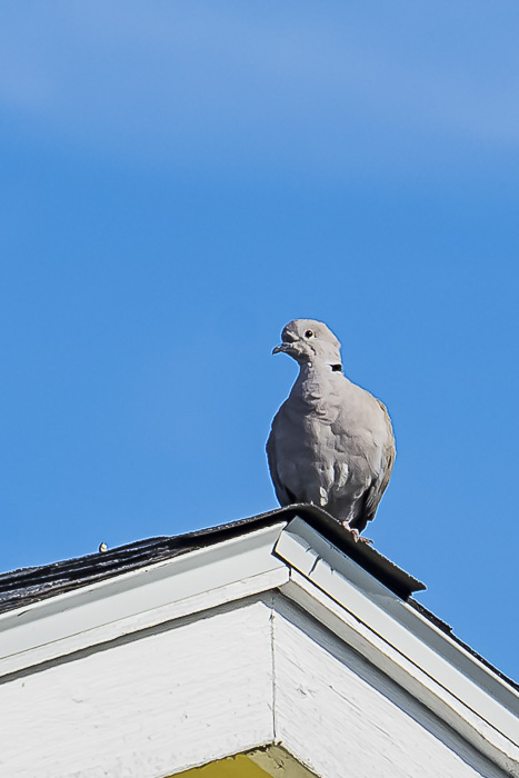 Dove – Bird of the Week