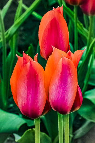 FOTD – January 1- Tulip