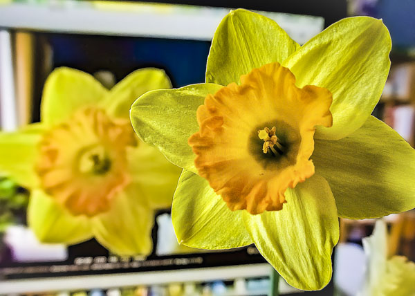 FOTD – December 27- Daffodil
