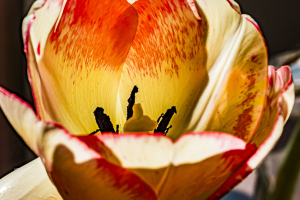 FOTD – April 4 – Tulip