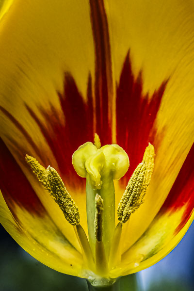 FOTD – April 23 – Inside a Tulip