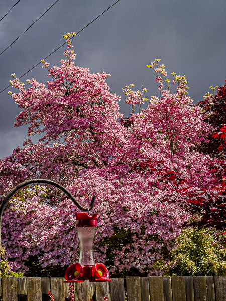 FOTD – May 1 – Dogwood Blossoms