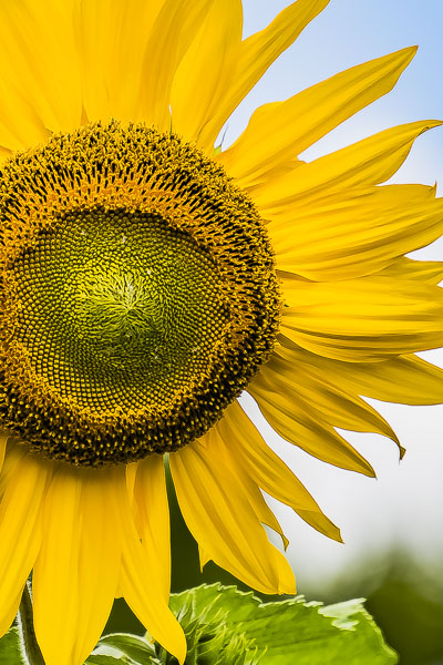 FOTD – May 6 – Sunflower