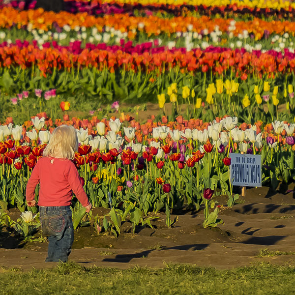 May 6 – #SquaresRenew – Getting Renewed in the tulip fields